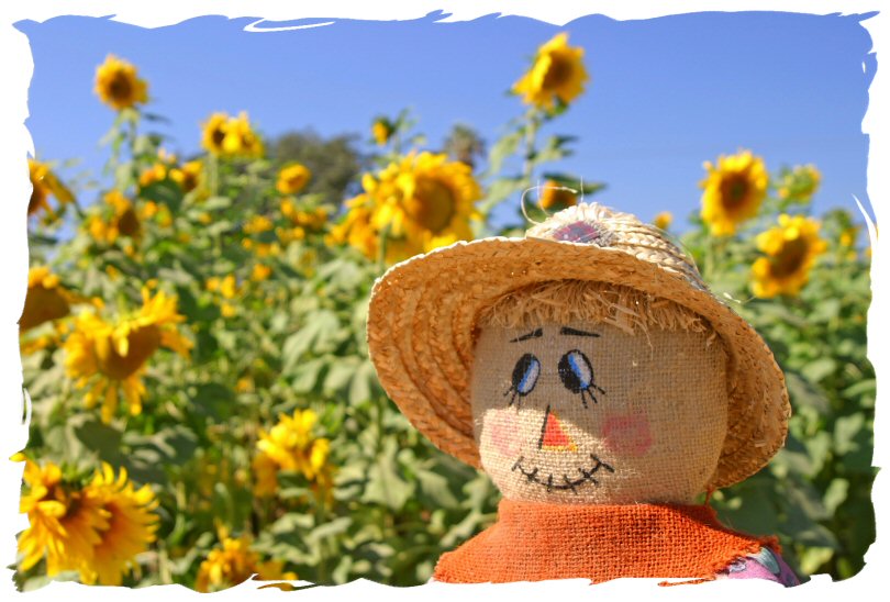 Scarecrow in Sunflower Field